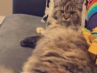Maine Coon cats - Advert 19