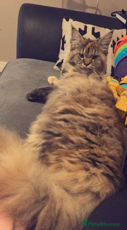 Maine Coon cats - Advert 10