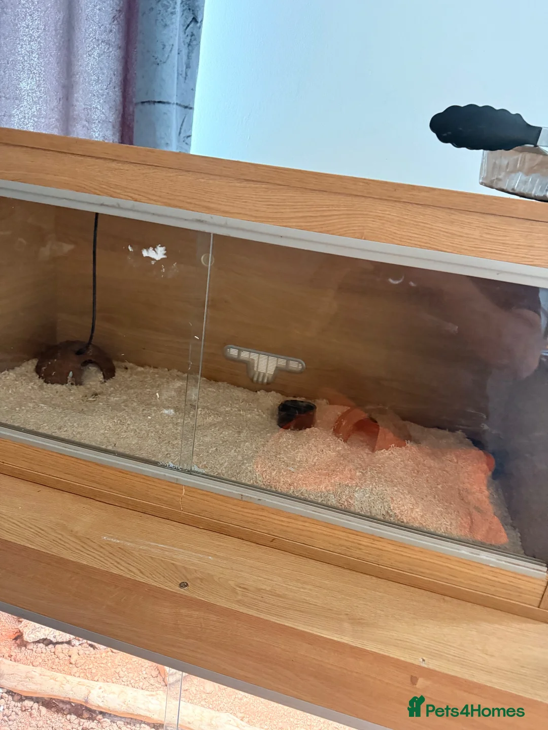 Snake reptiles for sale: Mexican black kingsnake & Royal python  - Advert 2