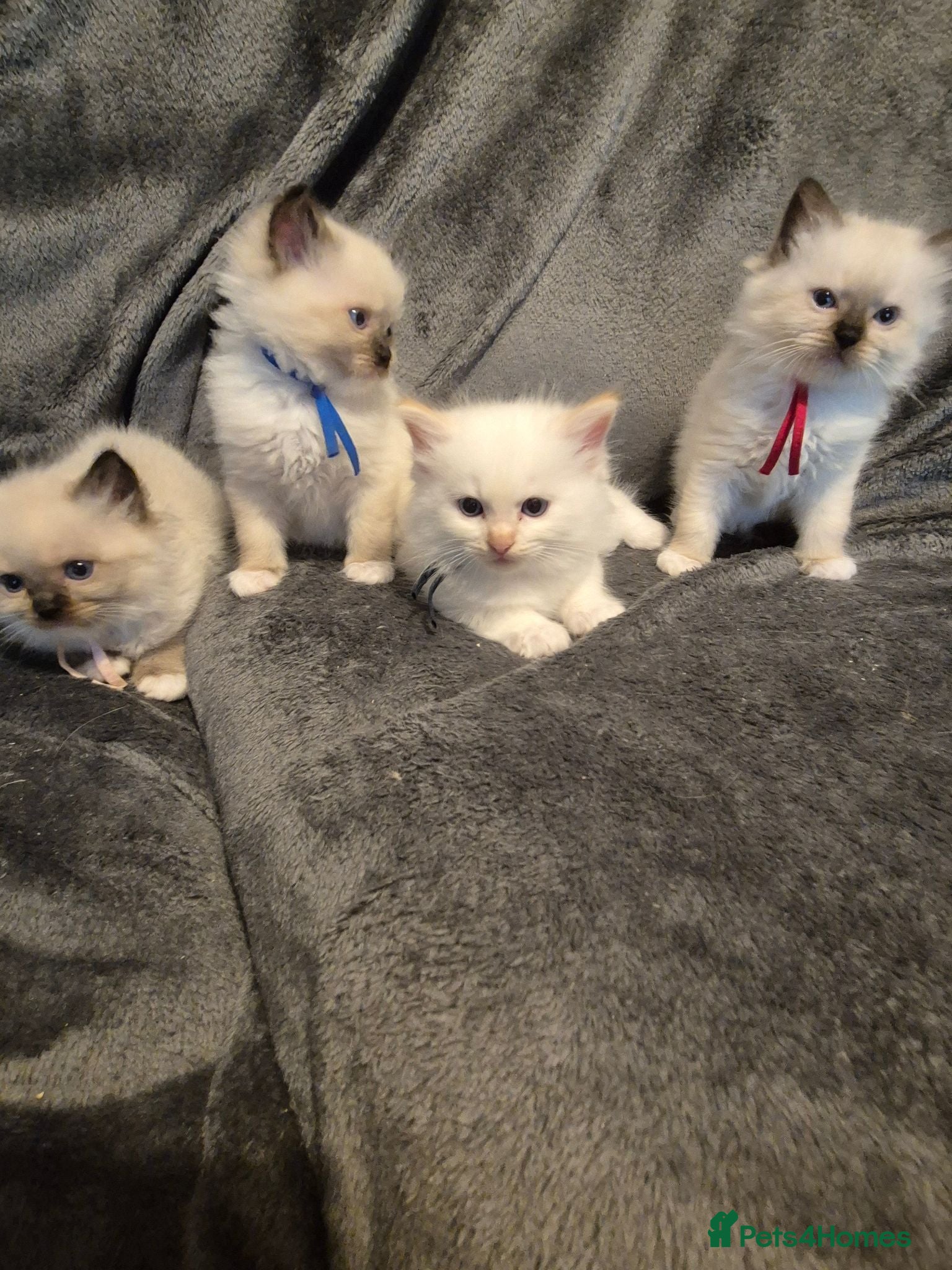 Ragdoll cats Ragdoll kittens ready to be reserved - Advert 12