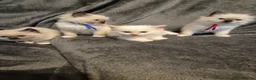Ragdoll cats for sale: Ragdoll kittens ready to be reserved - Advert 1