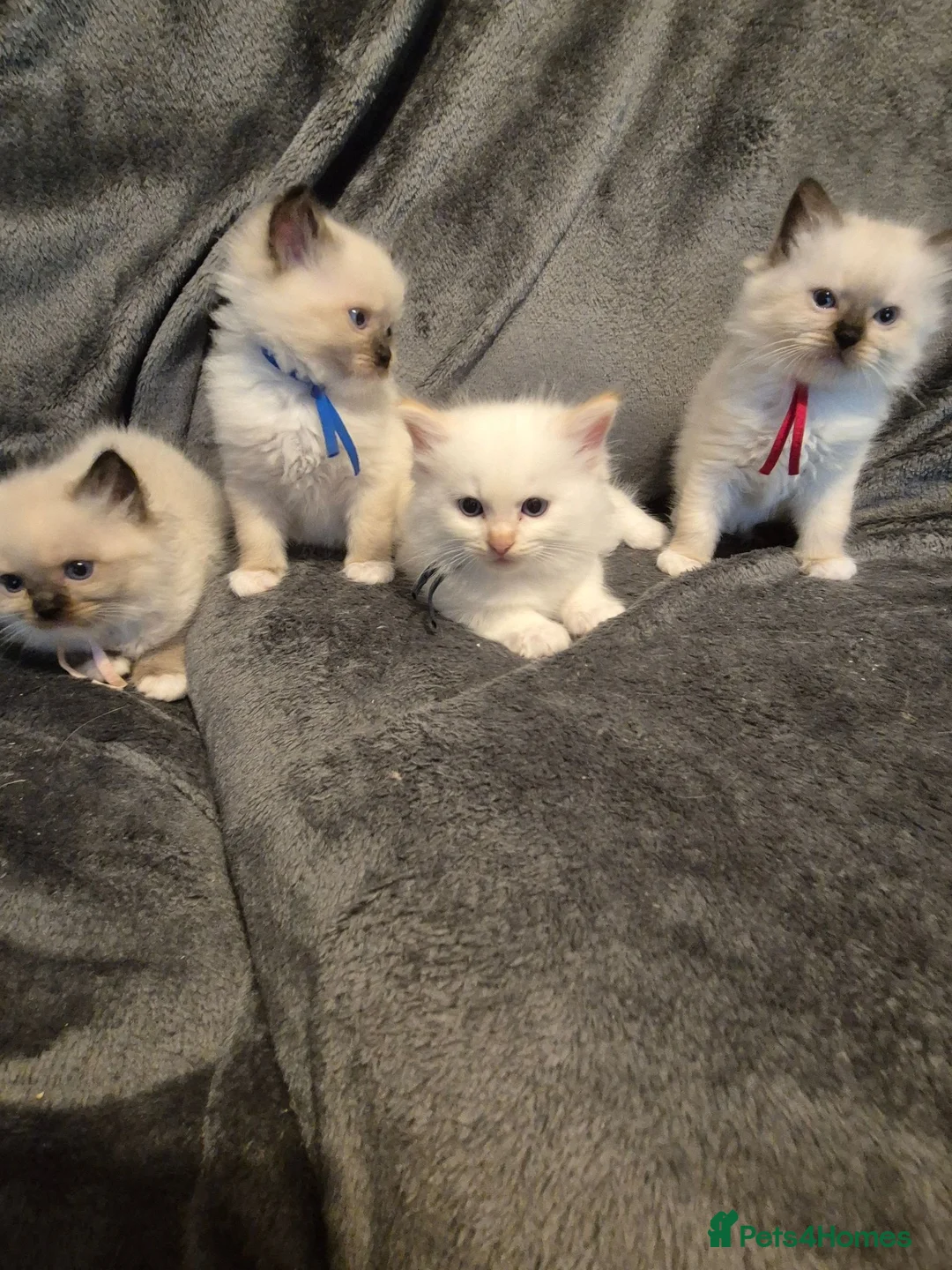 Ragdoll cats for sale: Ragdoll kittens ready to be reserved - Advert 1