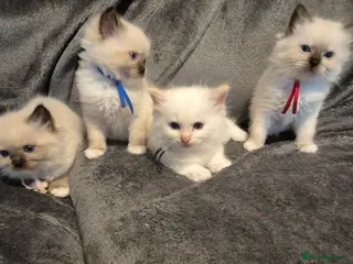 Ragdoll cats Ragdoll kittens ready to be reserved - Advert 1