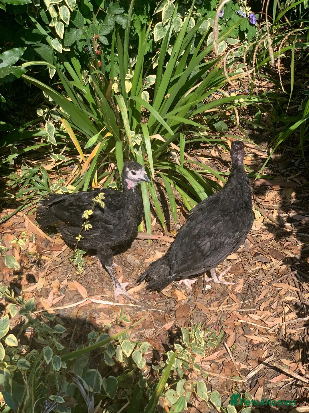 Turkeys poultry for sale: HB92 Bronze Turkey Poults, 6 Weeks Old  - Advert 5