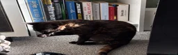 Mixed Breed cats for sale: Kitten for sale  - Advert 4
