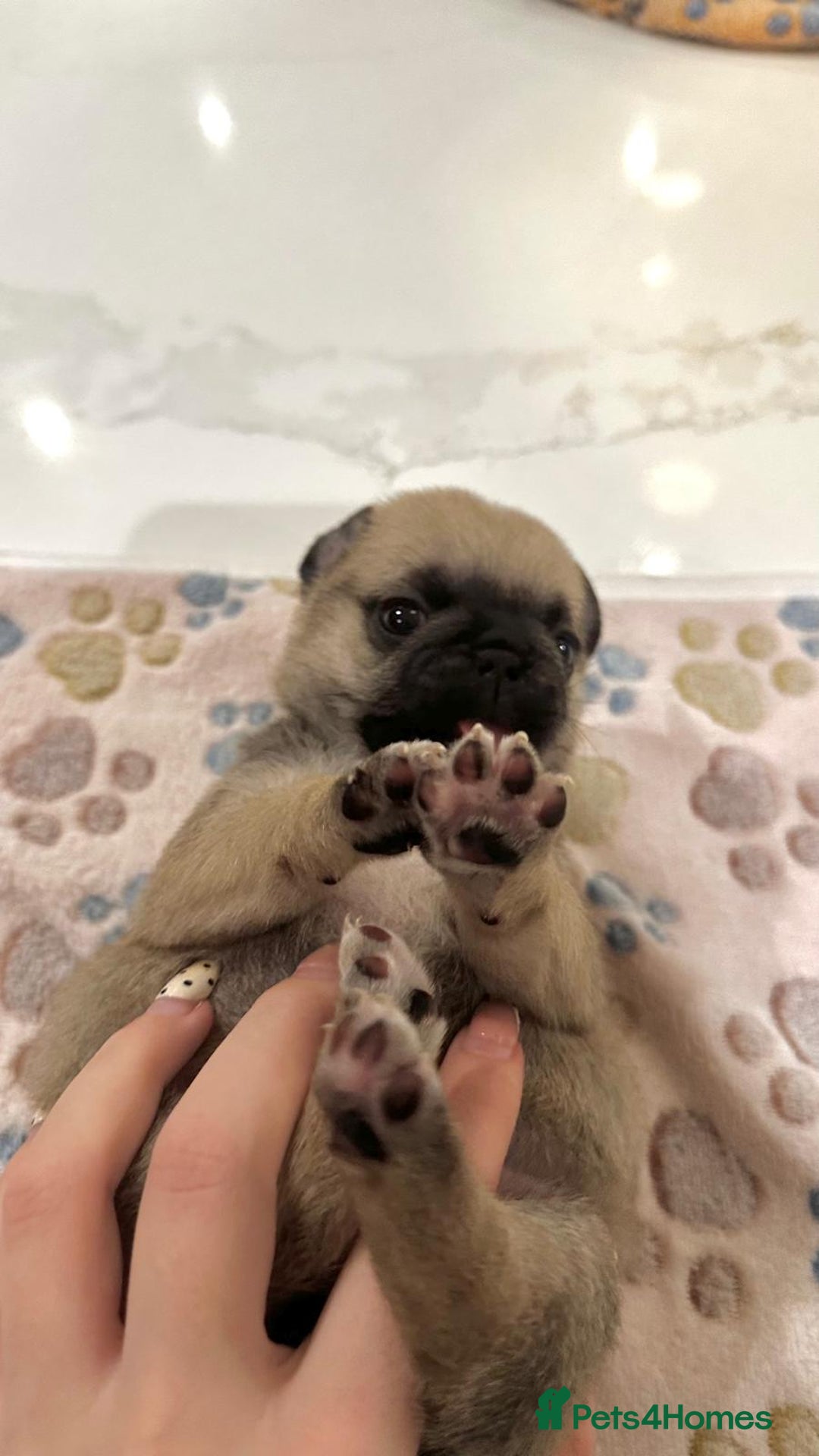 Pug dogs for sale: Pug/Japanese chin puppies  - Advert 12