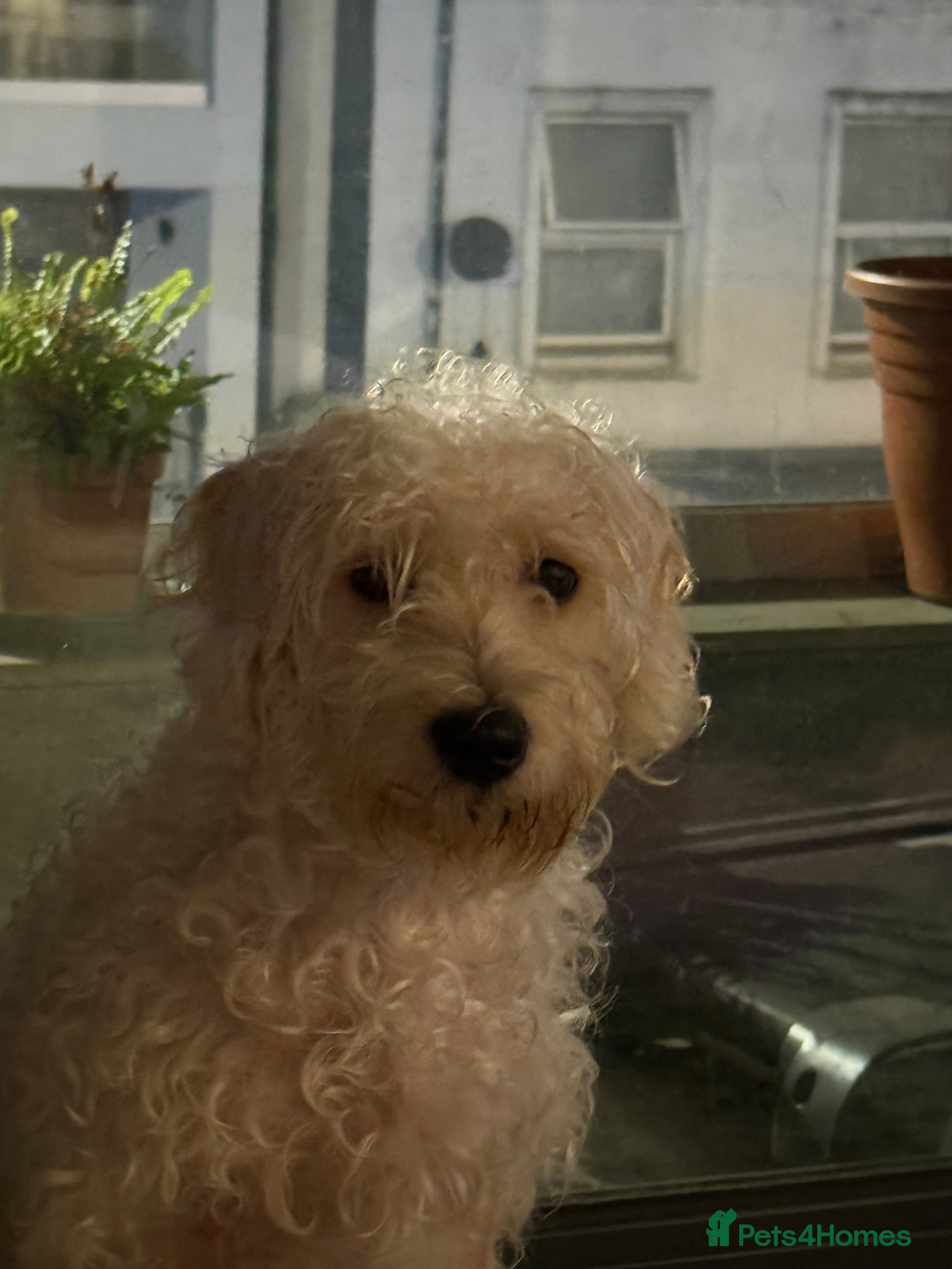 Cockapoo dogs Poodle mixed dog - Advert 14