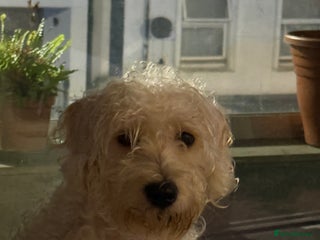 Cockapoo dogs - Advert 1