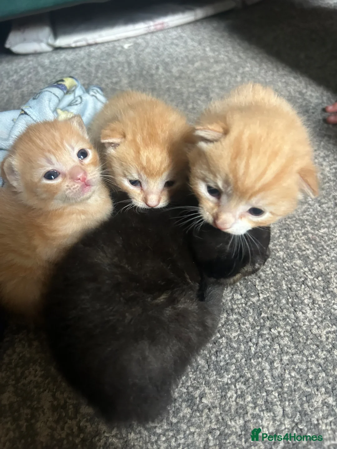 Mixed Breed cats for sale: Mixed bengal kittens  - Advert 2