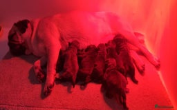 Pug dogs for stud: KC reg silver pug for stud  in Wolverhampton - Image 17