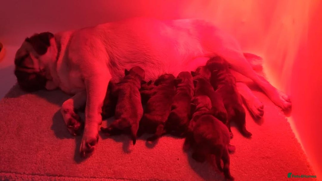 Pug dogs for stud: KC reg silver pug for stud  in Wolverhampton - Image 17