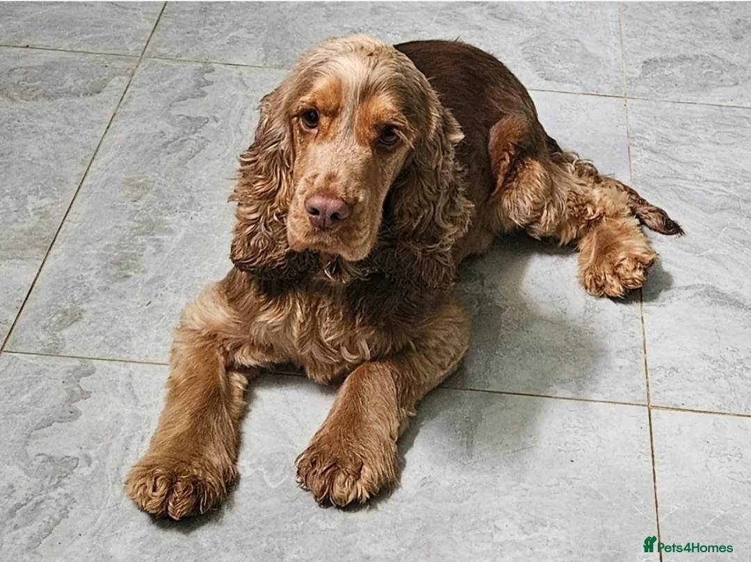 Cocker Spaniel dogs for sale: Show cocker spaniel boy  - Advert 1