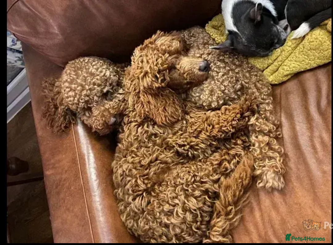 Cavapoo dogs for stud: KC Health Tested - Mini Poodle STUD in Bacup - Image 3