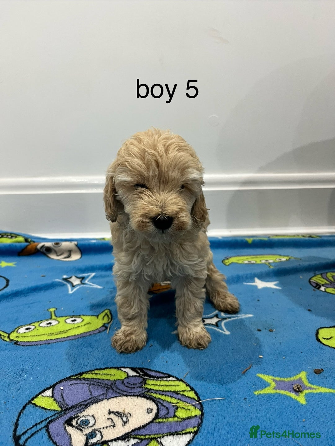 Cockapoo dogs for sale: Show type cockapoos😍 - Image 9