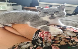 British Shorthair cats for sale: Last beautiful British Shorthair kitten READY NOW - Image 1