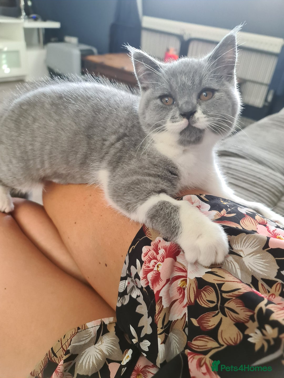 British Shorthair cats for sale: Last beautiful British Shorthair kitten READY NOW - Image 1