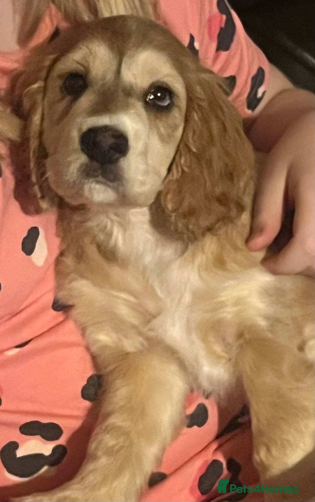 Cockapoo dogs for sale: Gorgeous girl  - Advert 1