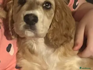 Cockapoo dogs Gorgeous girl - Advert 2