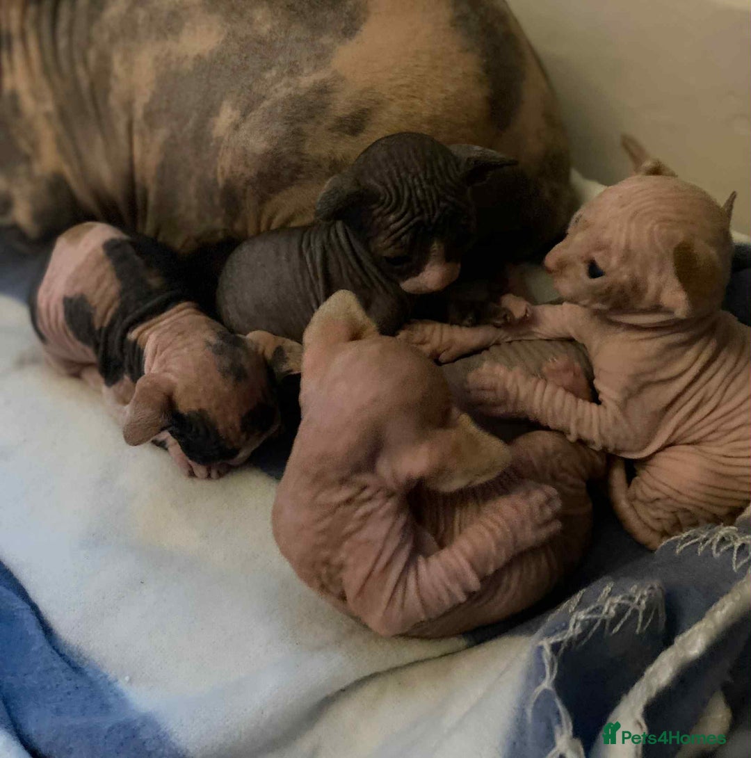 Sphynx cats for sale: 5 Canadian Sphynx kittens available  - Image 4