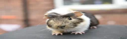 Guinea Pig rodents for sale: Baby Guinea Pigs Looking For New Homes - Advert 17