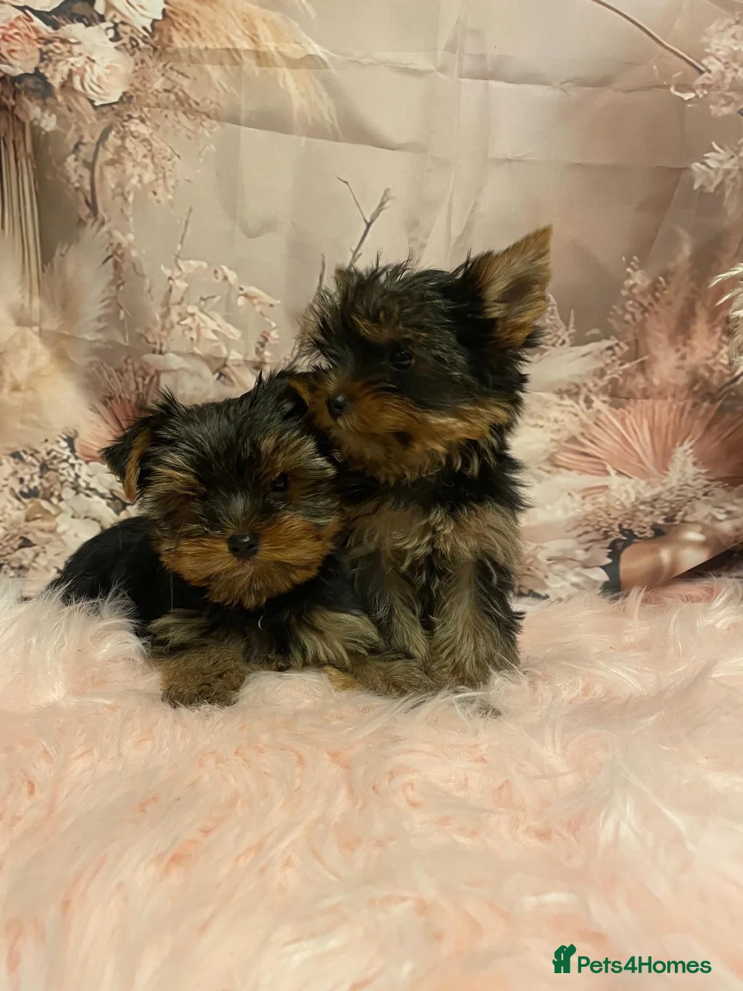 Yorkshire Terrier dogs for sale: Left one beautiful boy❤️ - Advert 24