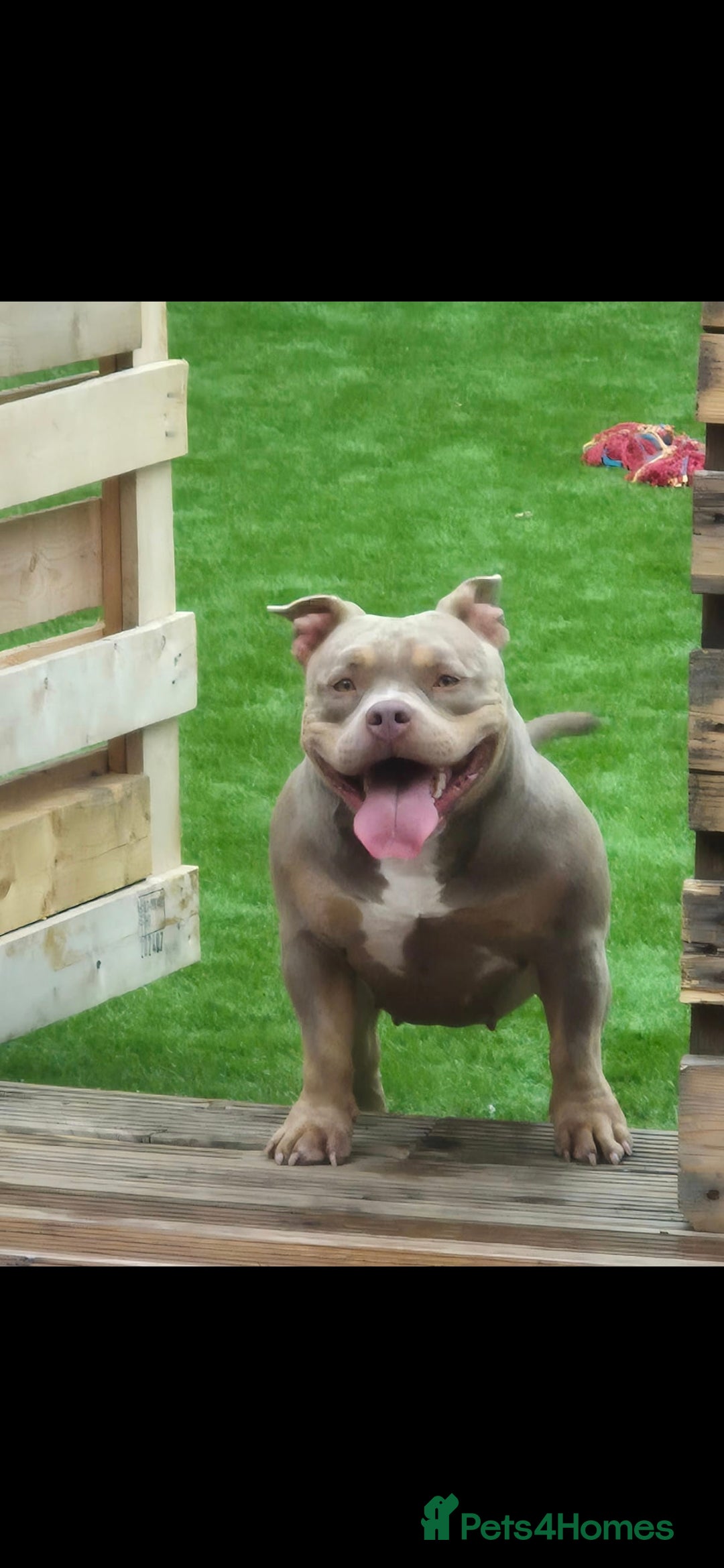 American Bully dogs for sale: ABKC LILAC TRI POCKET BULLY (2PAC&BLUEBELL)🤠LINES - Advert 1