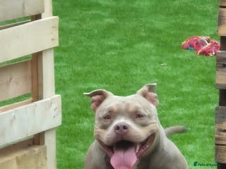 American Bully dogs ABKC LILAC TRI POCKET BULLY (2PAC&BLUEBELL)🤠LINES - Advert 2