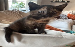 Mixed Breed cats for sale: Beautiful kittens for sale one boy one girl  - Image 5