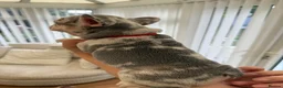 French Bulldog dogs for sale: Beautiful French bulldogs  - Advert 11