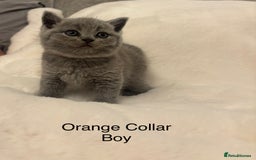 British Shorthair cats for sale: Chunky BSH Blue Kittens  - Advert 3