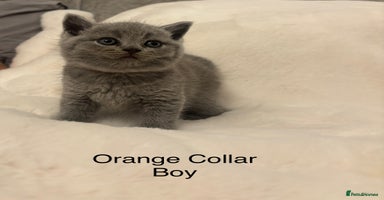 British Shorthair cats Chunky BSH Blue Kittens  - Advert 4