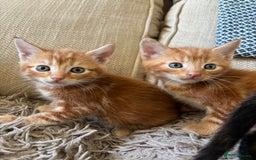 Mixed Breed cats for sale: 3 gorgeous kittens available  - Image 2