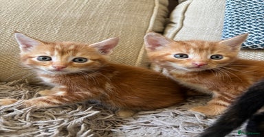 Mixed Breed cats - Advert 4