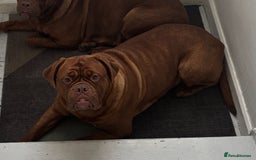 Dogue De Bordeaux dogs for sale: 4 Year Old Bitch  - Image 4