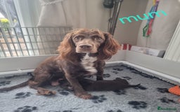 Cocker Spaniel dogs for sale: Working cocker spaniel puppies - Advert 6