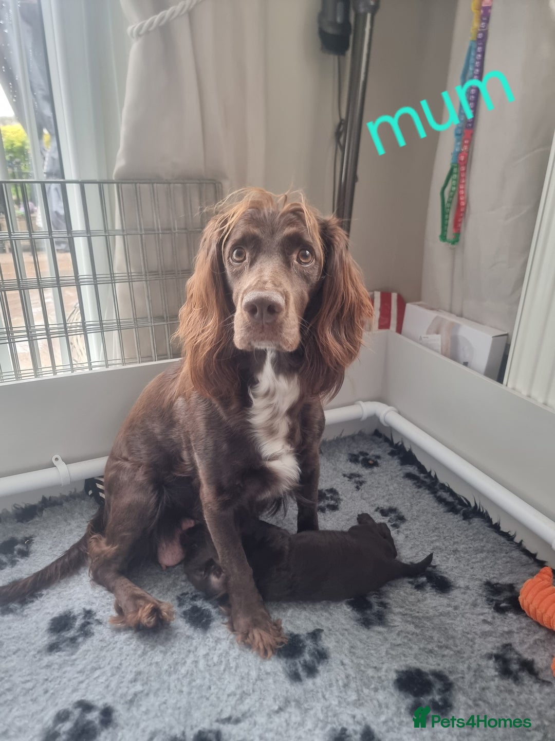 Cocker Spaniel dogs for sale: Working cocker spaniel puppies - Advert 6