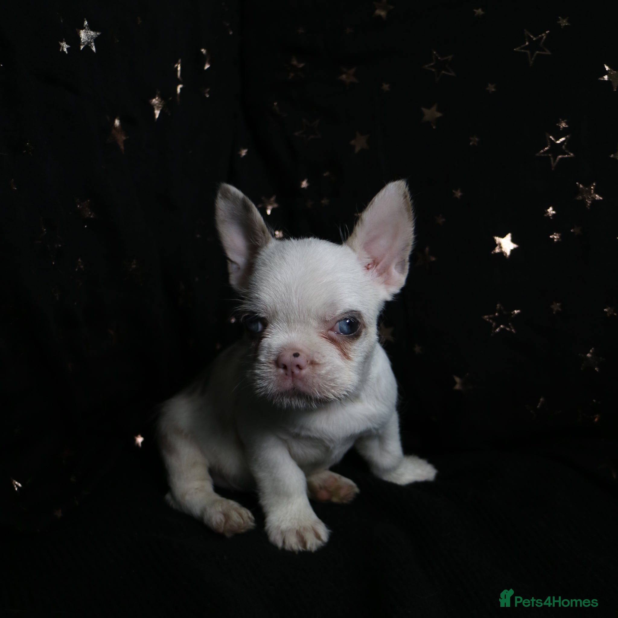 French Bulldog dogs for sale: Happy and health french bulldog puppies  in Braintree - Advert 8