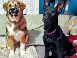 Belgian Shepherd Dog dogs Storm - Advert 6