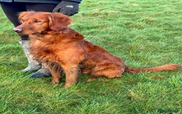 Golden Retriever dogs for sale: Confirmed Pregnancy Litter - Puppies Due Soon - Image 6