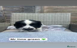Sprocker dogs for sale: Black and white Sprockers looking for homes  - Image 6