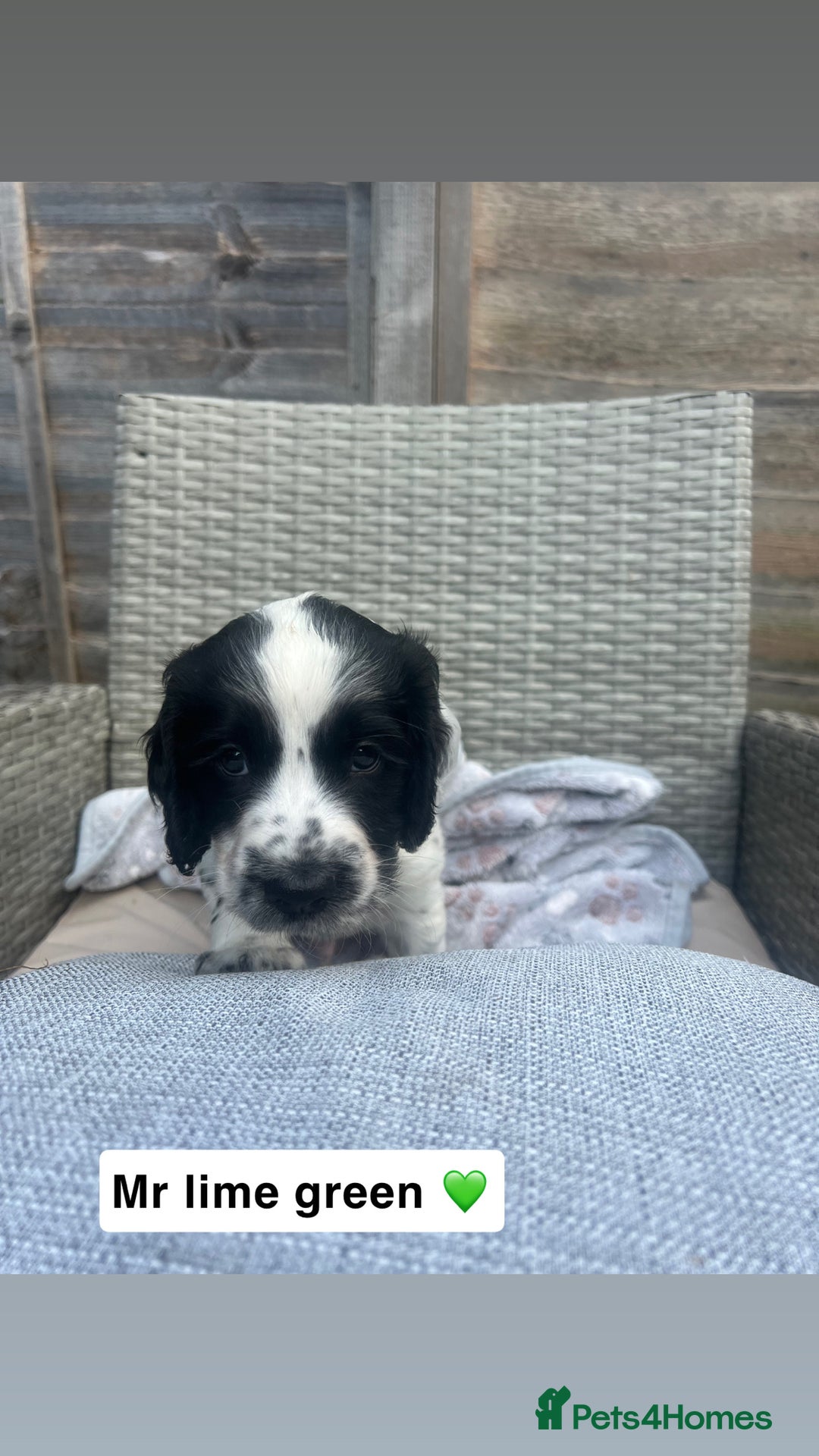 Sprocker dogs for sale: Black and white Sprockers looking for homes  - Image 6