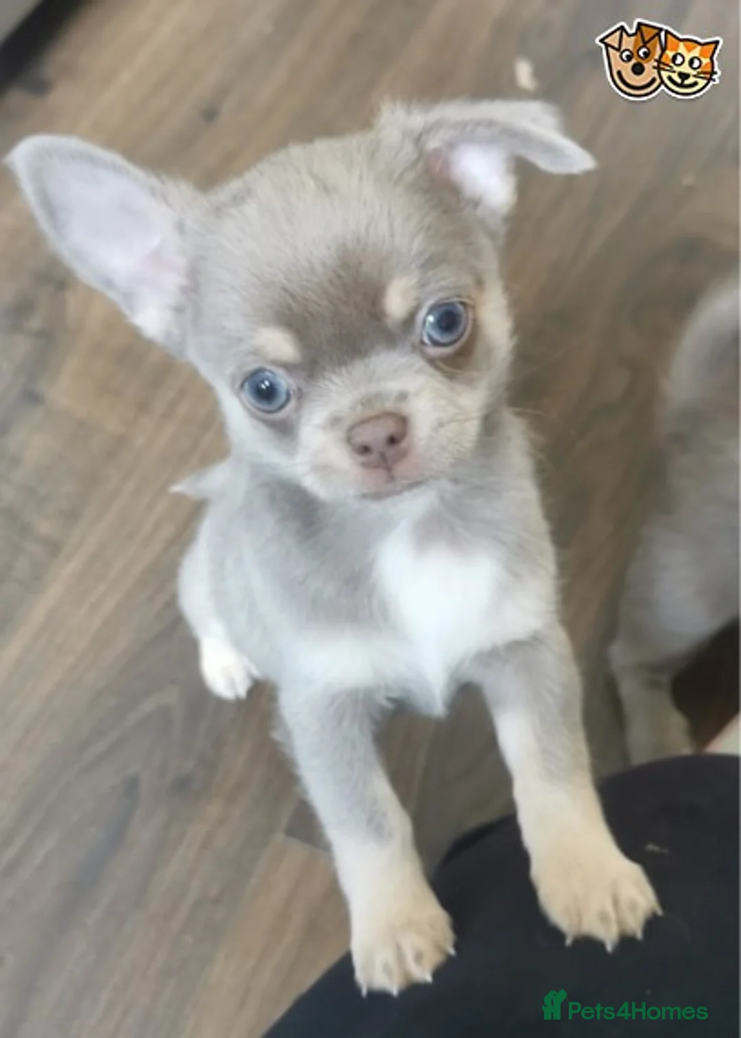 Chihuahua dogs for stud: Lilac and tan Russian import stud dog DNA tested in Rotherham - Advert 23