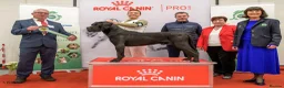 Cane Corso dogs for sale: Cane corso litter  - Advert 8