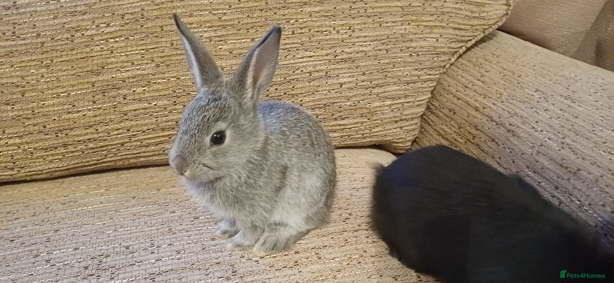 Mixed Breed rabbits Baby rabbits born 15th June - Advert 1
