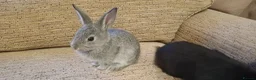 Mixed Breed rabbits for sale: Baby rabbits born 15th June in Scarborough - Advert 1