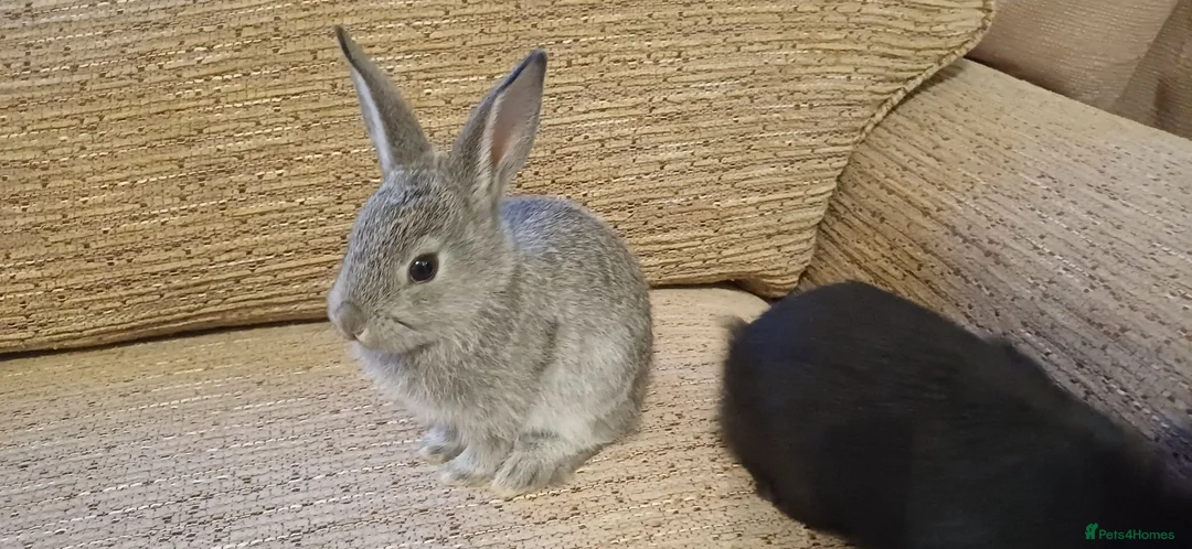 Mixed Breed rabbits for sale: Baby rabbits born 15th June in Scarborough - Advert 1