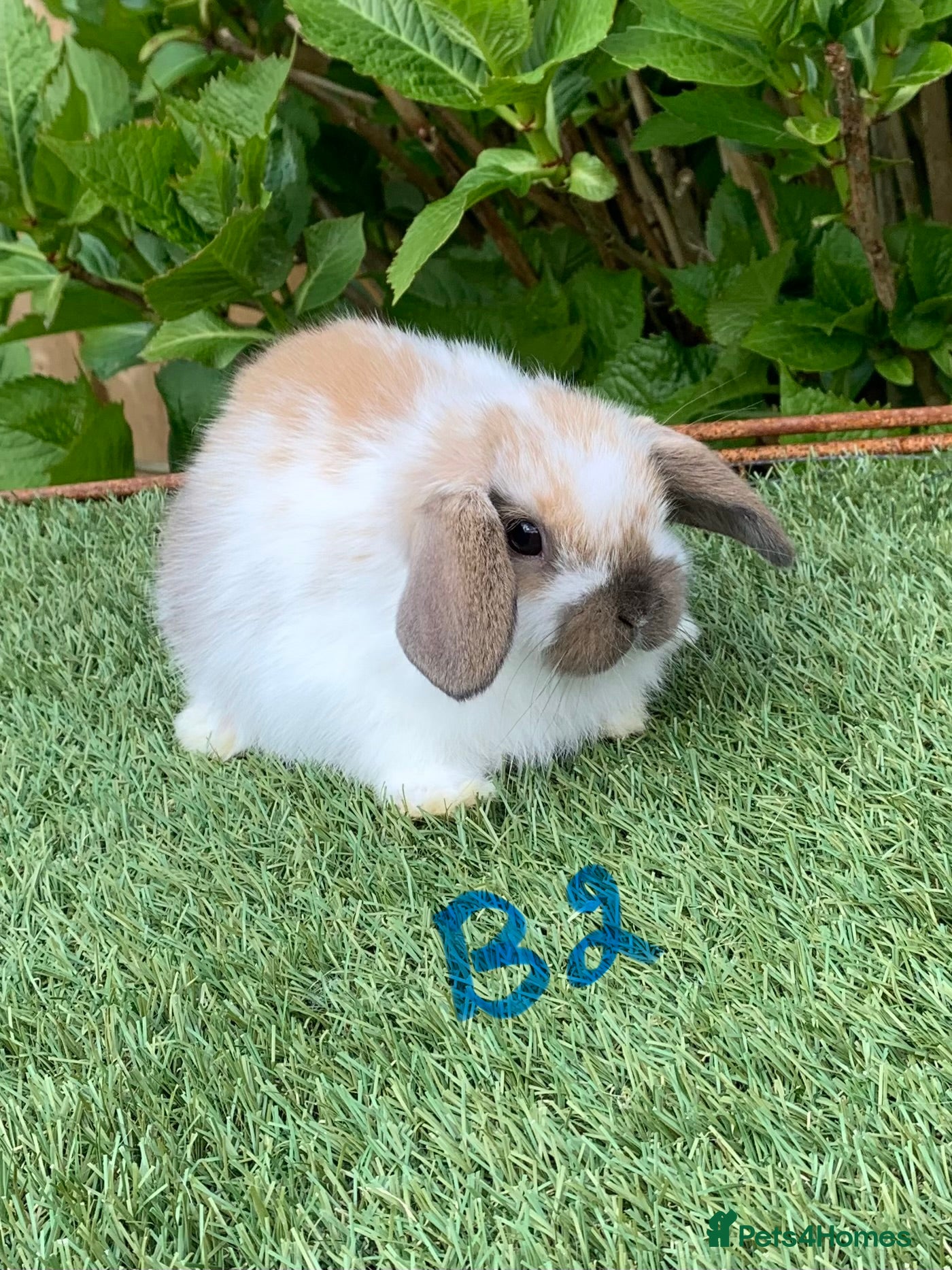 Mini Lop rabbits Pure bred mini lop baby Rabbits. - Advert 2