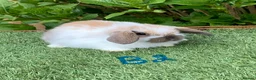 Mini Lop rabbits for sale: Pure bred mini lop baby Rabbits. - Advert 4