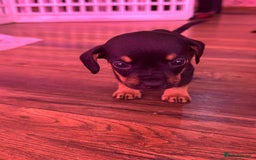 Mixed Breed dogs for sale: ONE LEFT REDUCED French wieners-Frenchie/dashhound - Image 3