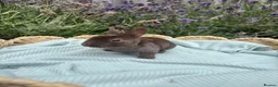 Rex rabbits for sale: Stunning mini Rex ready to reserve 🫶🏻 - Advert 7